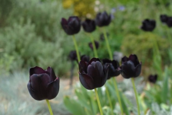 Những hình ảnh hoa tulip đen đẹp nhất - hình ảnh