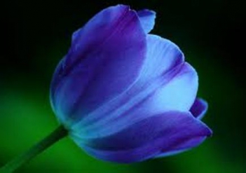 Những hình ảnh hoa tulip xanh đẹp - hình ảnh