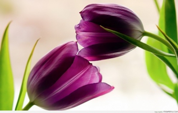Hình ảnh hoa tulip tím đẹp nhất - hình ảnh