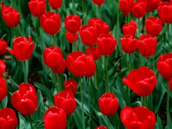 Hình ảnh hoa tulip đỏ đẹp nhất hiện nay - hình ảnh