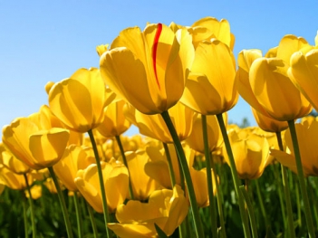 Những ảnh hoa tulip vàng đẹp nhất - hình ảnh