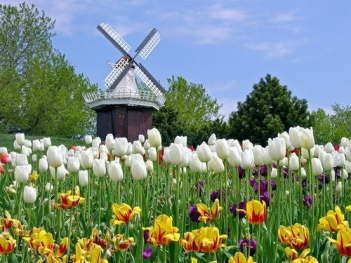Hình ảnh hoa tulip trắng đẹp nhất trong cuộc sống - hình ảnh