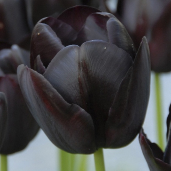 Ý nghĩa hoa tulip đen trong cuộc sống - hình ảnh