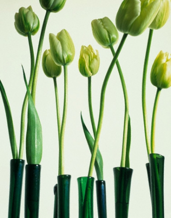 Ý nghĩa hoa tulip xanh trong cuộc sống - hình ảnh