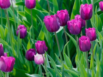 Một số ý nghĩa hoa tulip tím đẹp - hình ảnh