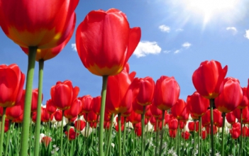 Ý nghĩa hoa tulip đỏ trong thiên nhiên - hình ảnh