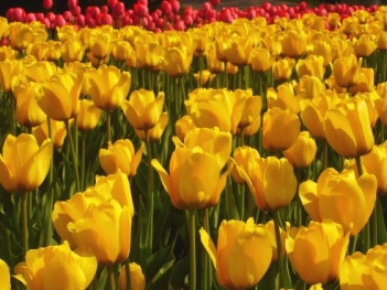 Ý nghĩa hoa tulip vàng đẹp nhất - hình ảnh