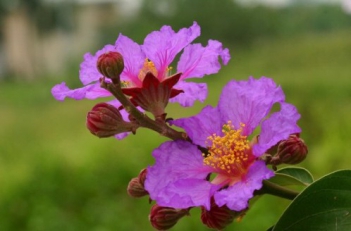 Những hình ảnh hoa Bằng Lăng đẹp nhất - hình ảnh