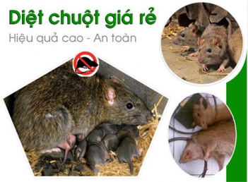Tại sao nhiều người lại ngại tiếp xúc với chuột? - hình ảnh