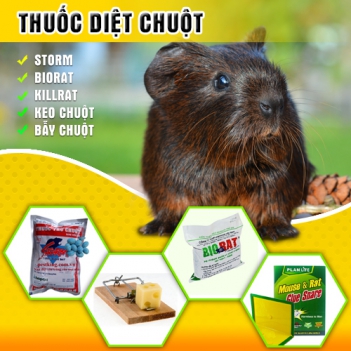 Ám ảnh vấn nạn chuột phá kho gạo - hình ảnh